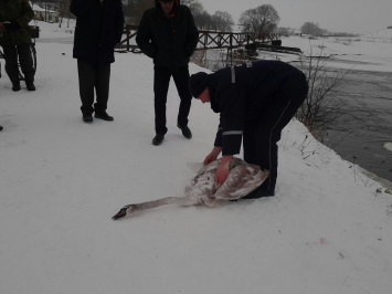 В Хмельницкой области спасли лебедей с покрытого льдом водоема