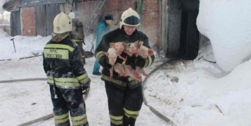 В Томской области пожарные вынесли на руках 150 поросят из горящего свинарника