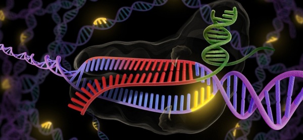 С помощью генетической методики CRISPR ученые изменили T-клетки