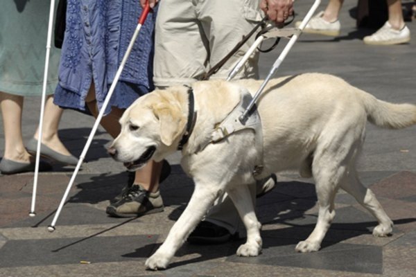 В Москве у слепой певицы украли собаку-поводыря