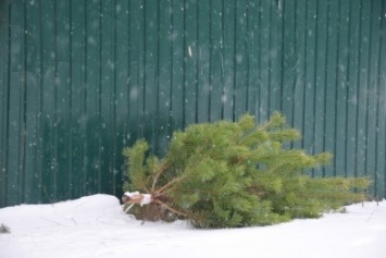 Покровчанам рассказали, куда и как нужно выбрасывать новогодние елки