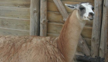 В запорожском зоопарке родилась любопытная лама (Видео)