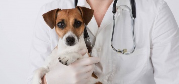 Ветеринарная клиника в Украине - выгодный бызнес