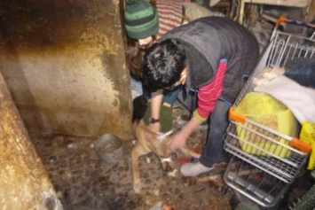 В Киеве спасли животных из квартиры умершей женщины (ФОТО)