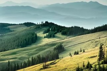 В Украине создан лесной кадастр