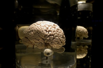 Найдена взаимосвязь между формой коры мозга и характером человека