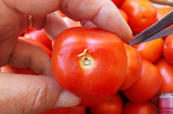 В Крым не пустили партию херсонских помидоров с личинками моли (ФОТО)