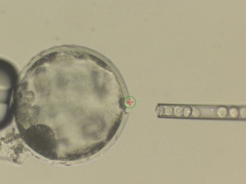 В США впервые создали зародыш организма, в котором сочетаются клетки человека и свиньи
