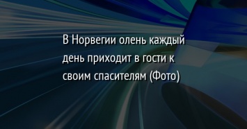 В Норвегии олень каждый день приходит в гости к своим спасителям (Фото)