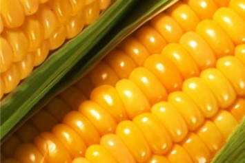 Monsanto покупает у "Эридона" завод по производству семян кукурузы в Житомирской области