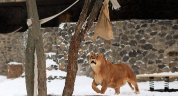Львам в столичном зоопарке исполнилось 8 лет