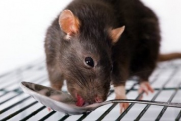 Одесситке в упаковке семечек попались фекалии крысы (ФОТО)