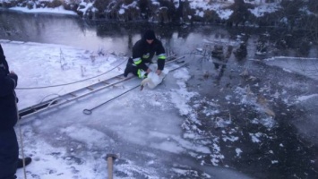 В Хмельницкой области спасатели освободили лебедя из ледяного плена (Фото)