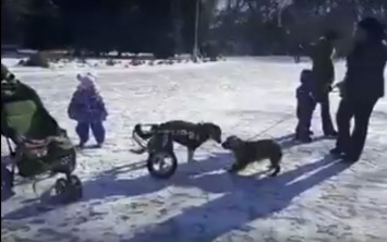 Спасенная собака гуляет в парке