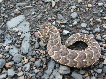 Ученые узнали, как самые смертоносные змеи приманивают добычу
