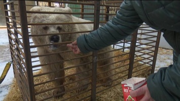 Под Запорожьем в зоопарке поселили медведицу, брошенную 7 лет назад циркачами