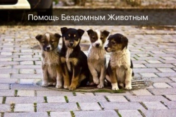 «Путь к сердцу»: волонтеры Черноморска создали общественную организацию по помощи бездомным животным (фото)