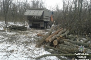 В Запорожье незаконно вырубали деревья и грузили их в "КамАЗ" с днепропетровскими номерами, - ФОТО