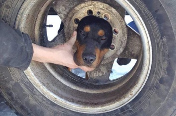 Собака застряла в колесе. Ветеринар не помог