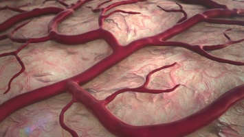 Создан мини-мозг с собственными кровеносными сосудами - Ученые