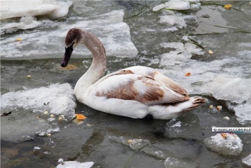 В Керчи лебеди попали в ледяной капкан