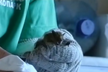 400 летучих мышей из Запорожья попали на реабилитацию в Харьков, - ФОТО