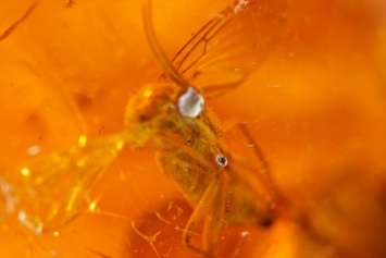 Биологи в кусочке янтаря обнаружили неизвестное науке насекомое
