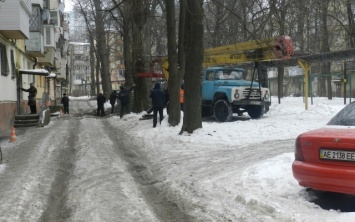 В Днепре продолжается обрезка деревьев