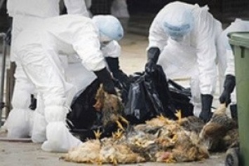 В Японии из-за вспышки птичьего гриппа забьют 69 тысяч кур
