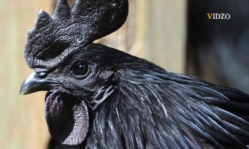 В Индонезии живет черный петух, у которого даже мясо черное