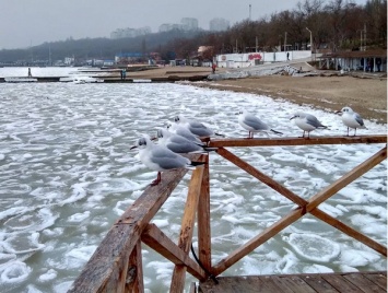 Черное море покрылось глыбами льда