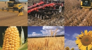 Сумская область лидирует в Украине по посеву и валовому производству гречки