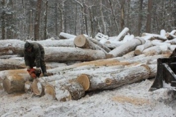 В Донецкой области вырубили лес на сумму свыше семи миллионов гривен