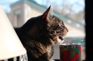 Специалисты объяснили, почему кошки «стрекочут»