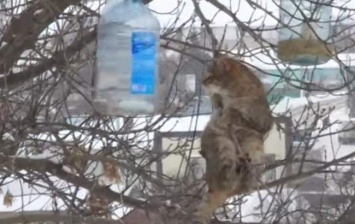 Все, как в жизни. Кот ворует сало из птичьих кормушек по праву сильного и ловкого