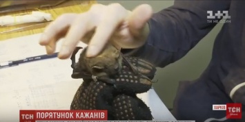 400 летучих мышей хотели перезимовать на балконе квартиры: видео