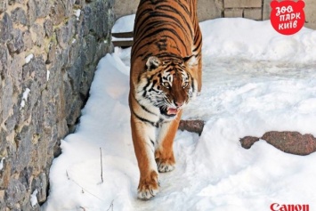 Тигры из Киевского зоопарка пришли в восторг от снегопада