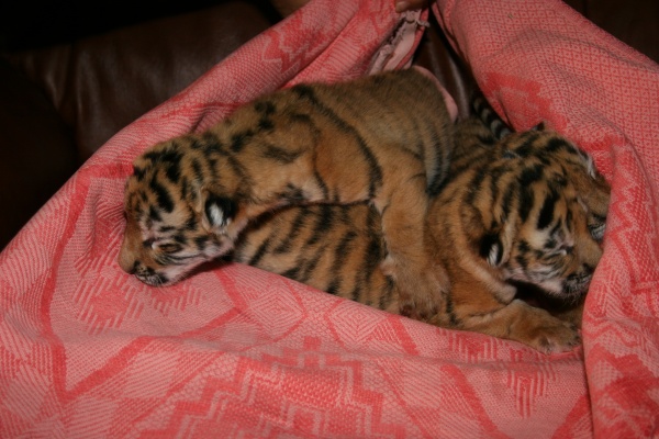 В столичном зоопарке исчезли тигрята