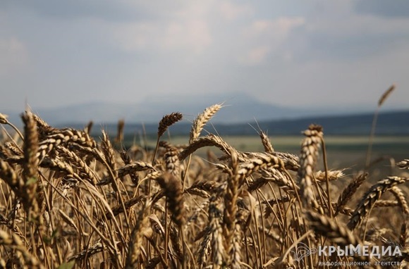 В Крыму почти завершили уборку ранних зерновых