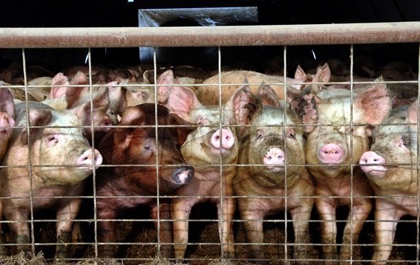 В Киевской области вспыхнула африканская чума свиней