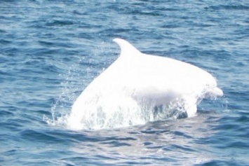 ФОТО: у берегов Крыма появился уникальный белый дельфин?