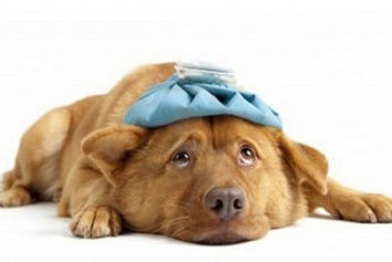 Госпродпотребслужба в Добропольском районе: как измерить температуру тела у собак?