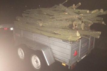 На Херсонщине полиция задержала лесного браконьера