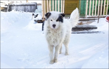 Этот пес точно попадет в рай: в России дворняжка двое суток согревала своим теплом брошенного матерью 2-летнего мальчика