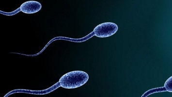 Названы пять интересных фактов о сперме
