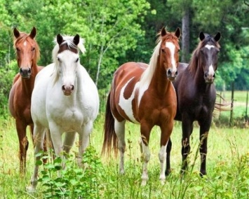 Ученые объяснили причины большого разнообразия пород лошадей