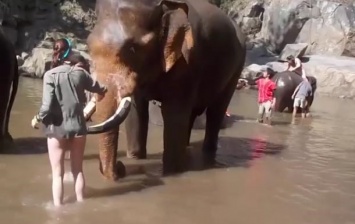 Слон атаковал туристку в Таиланде