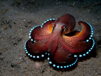 Ученые нашли доказательства внеземного происхождения осьминогов