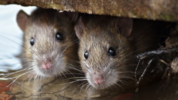 Днепряне жалуются на свалку с крысами
