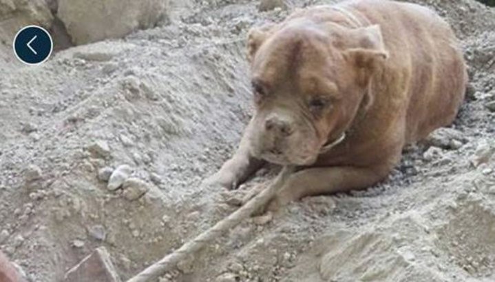 Францию взбудоражила история с заживо погребенной собакой